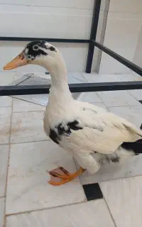 اردک