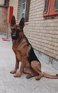 توله ماده
