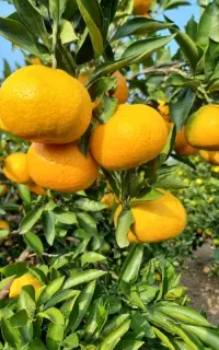 نارنگی ژاپنی ساری