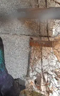 کبوتر رنگی