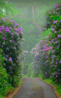 نیروی کمکی اربعین