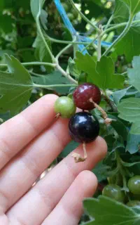 نهال ، درخت