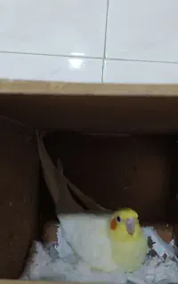 دوتا عروس هلندی تخم گذار با سه تا تخم و وسایل