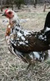 مرغ تخم گذار گلین