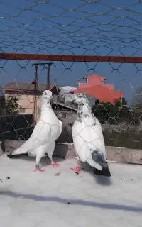 جفت کبوتر پرشی