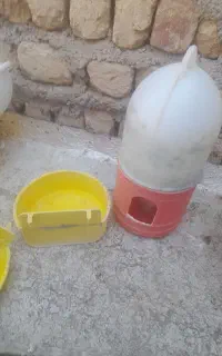 جا دونی کبوتر