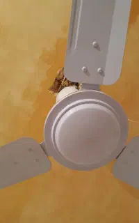 پنکه سقفی درحدنو