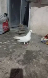 کبوتر