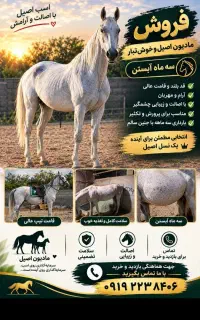 مادیان   آبستن