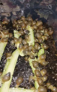 جوجه حلزون آچاتینا