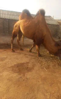 شتر دوکوهان اصل مغان