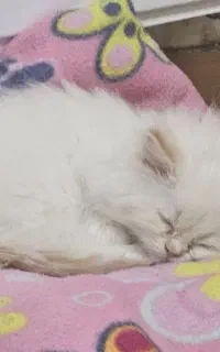 وسایل گربه