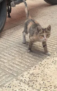 واگذاری بچه گربه
