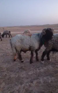 قوچ روزگاری