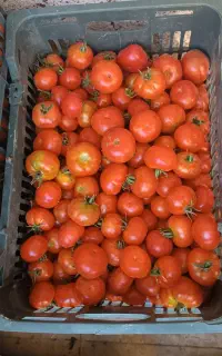 گوجه انجیری و کبابی