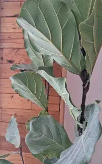 استخدام کشاورز حاجی اباد