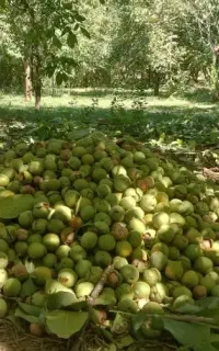 گردو زنی گردو تکان ماهر هستم