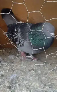 کفترسبزپولکی نر