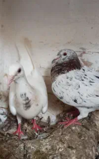 هفت رنگ