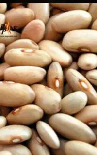 زمین کشاورزی جهت  نصفه کار کاشت لوبیا و افتابگردان