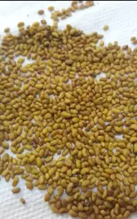 پر تناژ ترین بذر اذربایجان