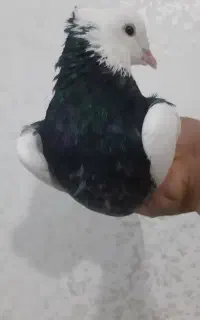 طوقی نر