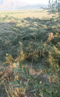شبدر