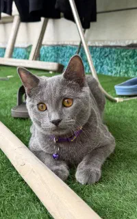 گربه اسکاتیش