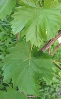 برگ مو تازه