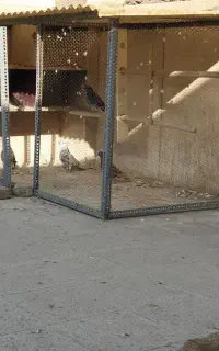 گنجه قفس پرنده