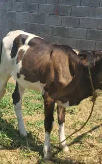 گوساله ماده هلشتاین