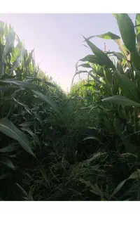 علوفه.ذرت.خوراک گاو
