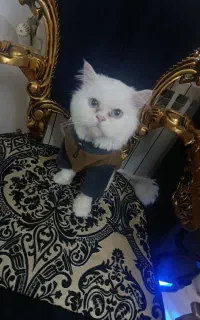 گربه پرشین پسر