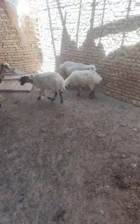 میش چاق درجه 1
