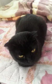 گربه ماده اسکاتیش