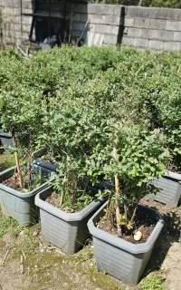 رزبری گوجه بری بلوبری دانه درشت