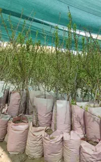 نهالستان گردو و بادام گلدانی دیرگل سردسیر پالیز
