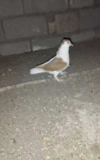 فروش