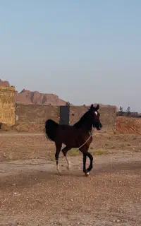 اسب