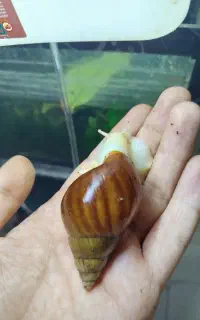پ حلزون در منزل +۲۰درآمد