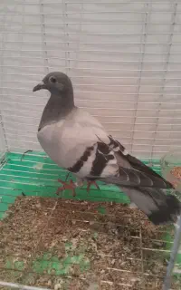 کبوتر دوبر جوجه هست