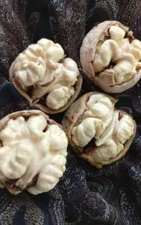 سلام فروش 100کیلو گردو ی دست برای ی درخت هست