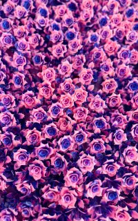 گرین وال شکوفه ارغوانی پس زمینه ای مناسب عکاسی