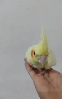 یک عدد عروس سر حال