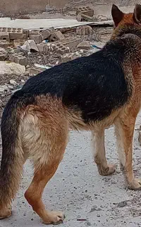 فردش 2تا سگ جوان