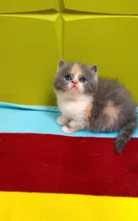 معاینه کامل توسط دامپزشک + شناسنامه سلامت گربه