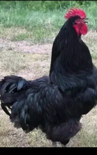 خروس سیاه و مرغ سیا و سفید جهت قربانی نذری چشم زخم