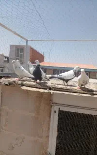 سینه دمسیاه