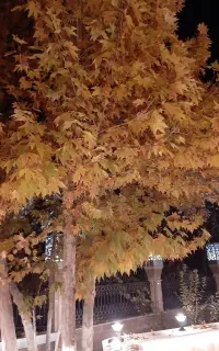 نگهداری سالمند