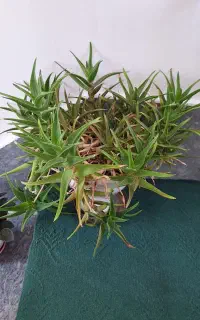 گل شاخ بزی